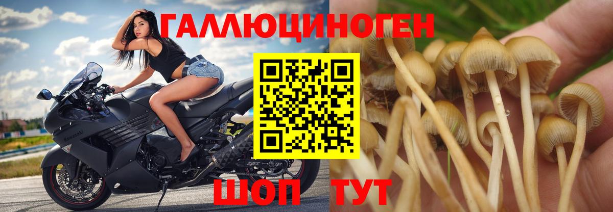 Черняховск  Псилоцибиновые грибы Magic Shrooms  Вход с VPN 
